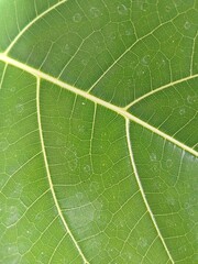 green leaf texture