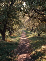 Fototapeta premium Morning Light Filters Through an Apple Orchard Path Covered in Falling Leaves