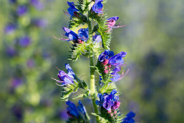 viper's bugloss, blueweed
Echium vulgare flowers closeup selective focus
