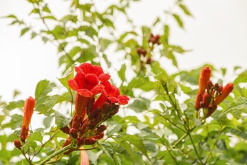 Beautiful red flowers of the trumpet vine or trumpet creeper Campsis radicans.