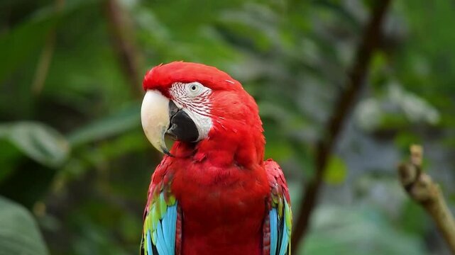 scarlet macaw parrot