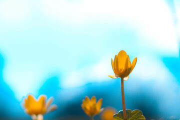 Yellow flowers on a blue background in nature. The sunlight on the background shines brightly