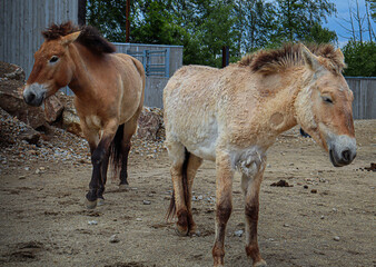 Two wild Przewalski’s horses standing in a dry, rocky enclosure with a rustic backdrop of fences...