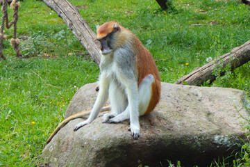 A lone patas monkey sitting on a large rock, gazing thoughtfully in a natural environment with...