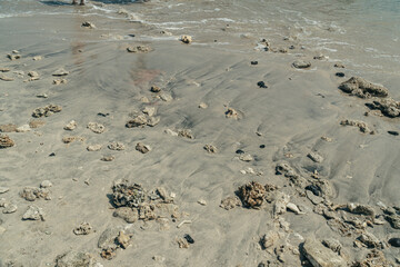 Corals on white beach sand.