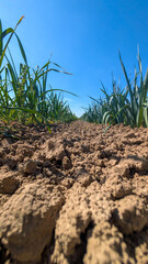 Low angle view of cultivated field soil. Young green shoots, dry earth and blue sky. Agriculture,...