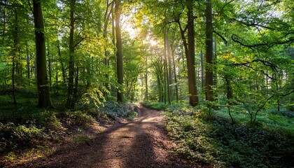 Fototapeta premium sunlight beams through dense forest canopy onto a dirt path in a lush green woodland scene