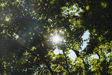 木のすき間から見える太陽