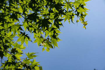 空に見える緑色の紅葉