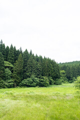 針葉樹がたくさん生えている緑豊かな森