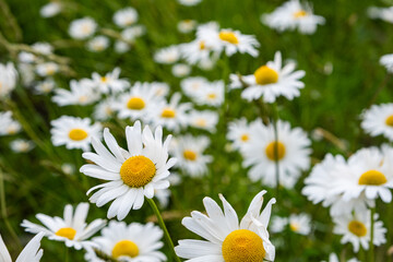白いコスモスの花畑