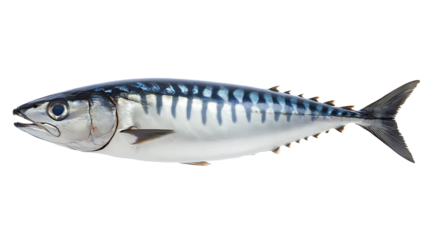 mackerel fish isolated on white background