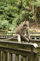 Cute monkey sitting on metal handrails in park