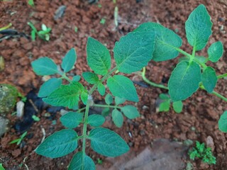 Growing tomato plants in soil photography
