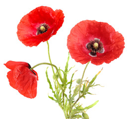 Bright red poppy flowers on white background. Meadow plant
