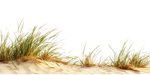 Green grass growing on sand on transparent png photo
