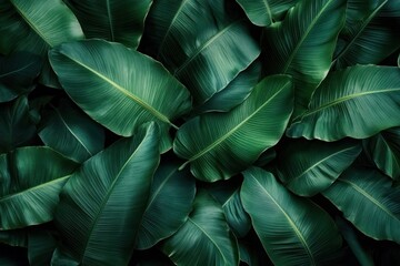 Close-up of dense lush green tropical leaves with prominent veins creating a vibrant and fresh natural pattern