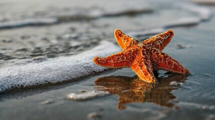 Starfish on the beach