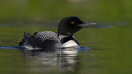 A common loon on a lake 