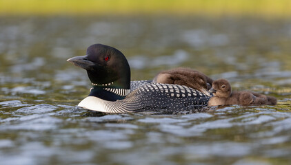 Common loon with a baby in Maine 