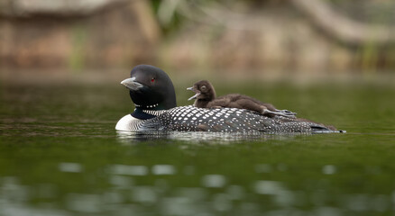 Common loon with a baby in Maine 