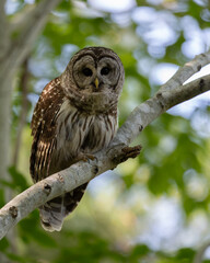 Barred owl in the Everglades, Florida 