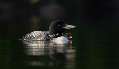 Common loon with a baby in Maine 