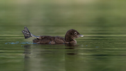 A common loon on a lake 
