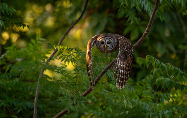 Barred owl in the Everglades, Florida 