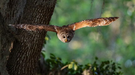 Barred owl in the Everglades, Florida 