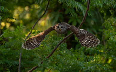 Barred owl in the Everglades, Florida 