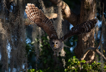 Barred owl in the Everglades, Florida 