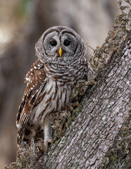 Barred owl in the Everglades, Florida 
