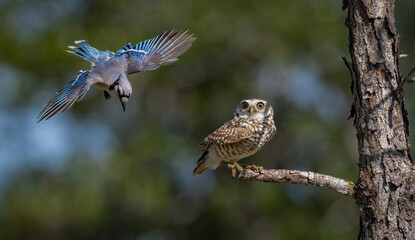Burrowing owl in Cape Coral, Florida 