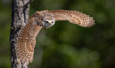 Burrowing owl in Cape Coral, Florida 