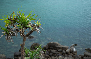 Resilient tropical plant with spiky leaves thrives on a rocky cliff, overlooking the clear, calm...