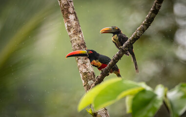 Aracari and chick in Costa Rica 