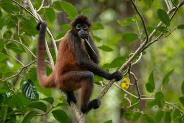 A spider monkey in Costa Rica 