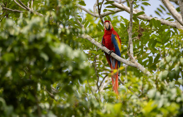 Scarlet Macaw in Costa Rica 