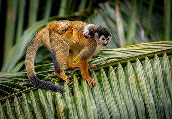 Squirrel monkey with a baby in Costa Rica  © Harry Collins
