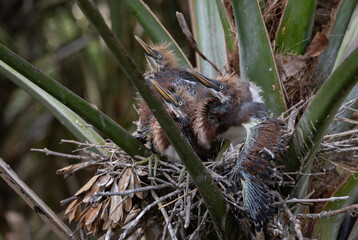 Obraz premium Little blue heron nesting in Florida 