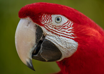 Scarlet Macaw in Costa Rica 