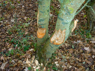A close-up of trees chewed up by a Beaver in the Cotswolds region of England.