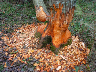 A close-up of trees chewed up by a Beaver in the Cotswolds region of England.