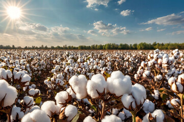 Fototapeta premium Photo of sunlit cotton field at harvest time, showcasing fluffy white bolls