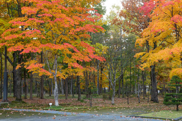 紅葉が始まった秋の公園
