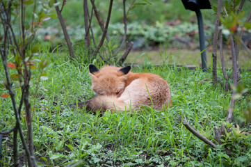 草原で眠るキタキツネ