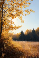 Fototapeta premium Sunlit autumn landscape with golden yellow leaves on trees and dry grass field under clear blue sky