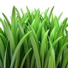 Fototapeta premium Lush green grass blades growing in a dense clump isolated on white background