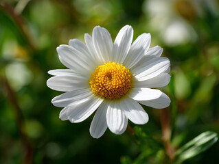 Fototapeta premium Macro View of White Daisy with Bright Yellow Center in Sunlight